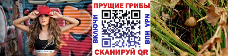 Купить где  Гагарин  Галлюциногенные грибы прущие грибы 